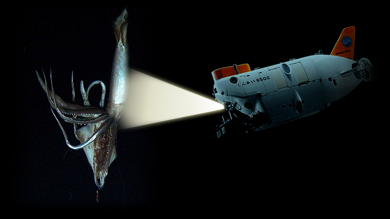Illustration for article titled Live Giant Squid Filmed in the Pacific for the First Time